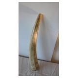 Walrus Tusk 19" Long