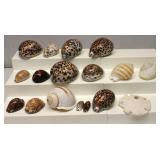 Sea Shells Lot