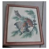 Little Screech Owl 1970