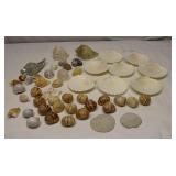 Sea Shell Clam Shells & Sand Dollars Lot