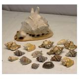 Sea Shells Lot