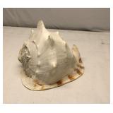 Large Sea Shell