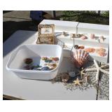 Crystals Agates & Sea Shells Sea Shell Ring