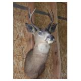 Taxidermy Deer Head Wall Mount