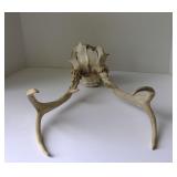 Deer Horns