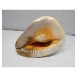 Sea Shell 10" Across