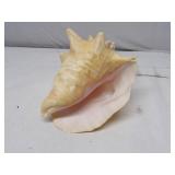 Sea Shell 8" Across