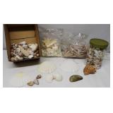 Sea Shells Lot
