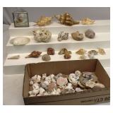 Sea Shells Lot