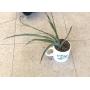 Spider plant-oxygenating filter