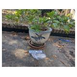 CERAMIC PLANTER AND PLANT