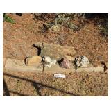 PETRIFIED WOOD, AND OTHER ROCKS
