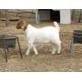 HOLLINGER 4-H/FFA ONLINE SHOW GOAT AUCTION