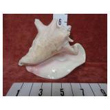 Large Conch Shell