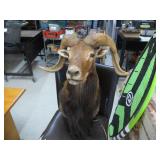 Vintage Corsican Sheep Ram Mount w/COR
