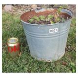 Bucket of Hens & Chicks