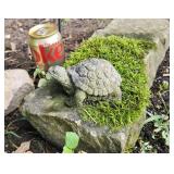 Small Turtle on Limestone Block