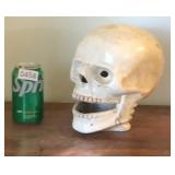Ceramic Cranial Skull