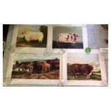 Anchor Serum Company Highland Raid Hereford Ox