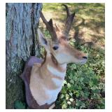 Taxidermy Pronghorn Antelope Harvested by J