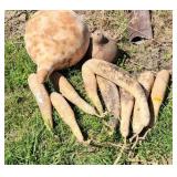 Gourd Lot