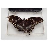 Spicebush Swallowtail Butterfly - Mounted Display