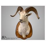 Alaskan Dahl sheep shoulder mount, mounted by Wes