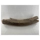 Large unstabilized portion of a mastodon tusk from