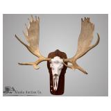 Bull moose European style wall mount with 8 x 10 p