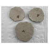 3 Insect fossil plates from midwestern region, lar