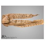 Enormous 14 foot python skin