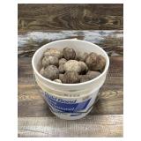 Bucket of Tagua nuts for turning