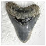 Exceptionally fine, complete Megalodon