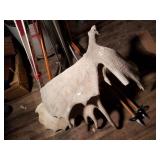 Weathered moose antlers, with some tines removed f