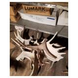 Weathered moose antlers, with some tines removed f