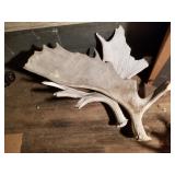 Weathered moose antlers, with some tines removed f