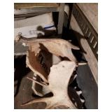 Weathered moose antlers, with some tines removed f