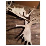 Weathered pair of moose antler sheds NO SHIPPING