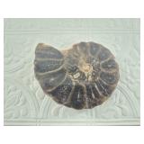 Ammonite fossil half, polished on inside with the