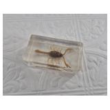 Scorpion encased in Lucite