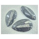 Assortment of orthoceras fossils