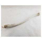 Small ancient walrus oosick with ivory endcaps, li