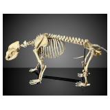 Full Cave Bear specimen in phenomenal condition