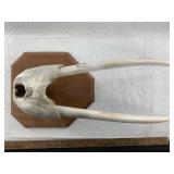 Charles Edwards juvenile walrus head mount, hunted