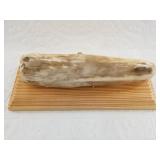 Polished ancient walrus ivory section set on a cus