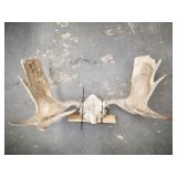 Moose rack mount 34" wide