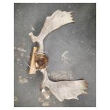 Moose rack mount 32" wide