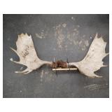 Moose rack mount 48" wide
