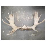 Moose rack mount 39" wide