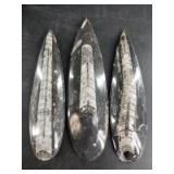 3 Orthoceras fossils, longest is about 6"